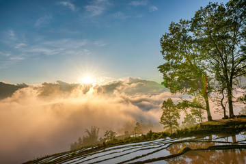 Terraced rice field landscape with road and big tree in Choan Then, Y Ty, Bat Xat