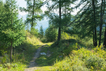 Sunny morning, path in the mountain forest, summer greenery