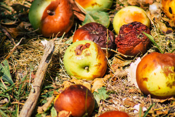 Naklejka na ściany i meble Closeup of rotting apples on the ground in the French countryside in summer