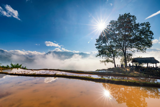 Terraced rice field landscape with road and big tree in Choan Then, Y Ty, Bat Xat
