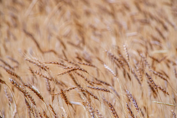 Fototapeta premium golden wheat field and sunny day. Ripe yellow wheat ears in the harvest season