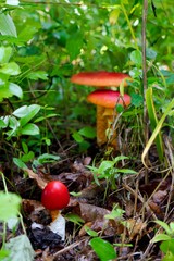 キノコ／テングタケの幼菌をクローズアップ／Amanita  caesareoides