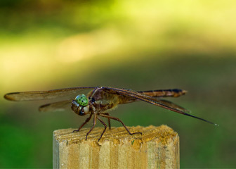 Dragonfly in the Garden Close Up View