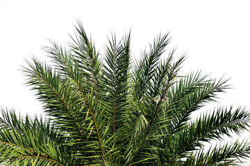 Leaves of palm tree isolated on white background