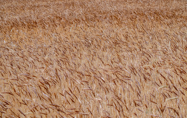 golden wheat field and sunny day. Ripe yellow wheat ears in the harvest season
