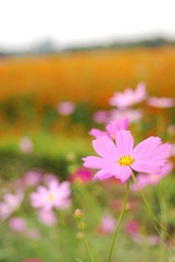 Fototapeta premium 秋桜
