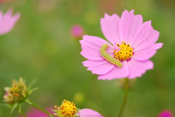 Obraz premium 秋桜