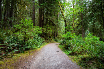 Fototapeta na wymiar Path in the Green Rain Forest during a summer day. Taken in Skookumchuck Narrows Provincial Park, Sunshine Coast, British Columbia, Canada.
