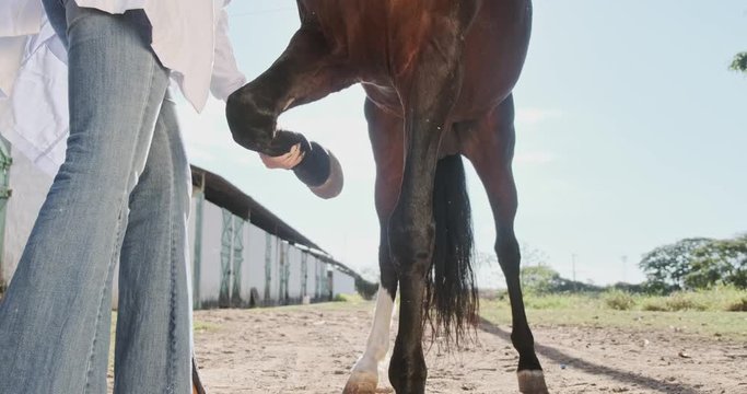 Veterinarian examining horse leg tendons. 4K.