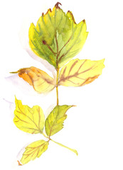autumn herbarium, yellow green autumn maple Acer negundo leaves on a white background, watercolor pattern, botanical sketch