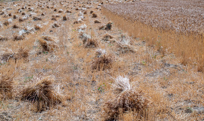golden wheat field and sunny day. Ripe yellow wheat ears in the harvest season