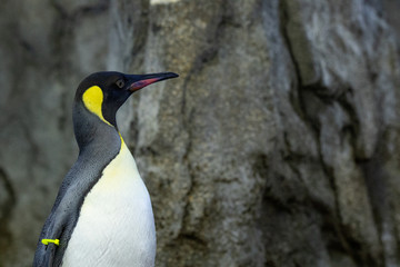 Penguin standing on rocks in natural habitat