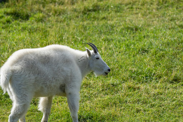 Mountain Goat Grazing On Grass