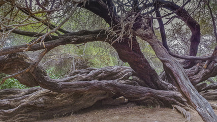 old tree in the woods