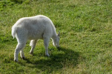 Obraz premium Mountain Goat Grazing On Grass