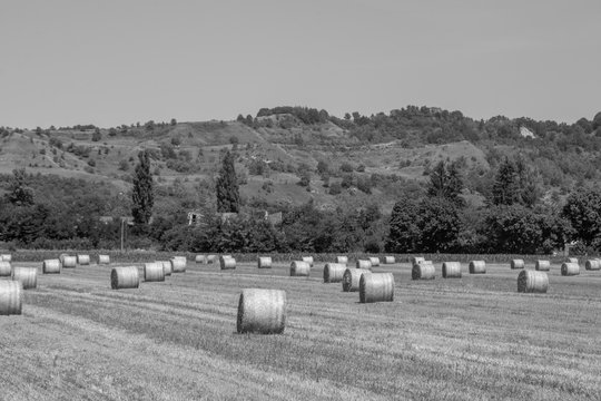straw bales on the field in monochrome colors