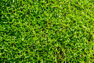 green mosses in close up