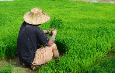 Naklejka na ściany i meble Farmer growing rice in the green paddy field