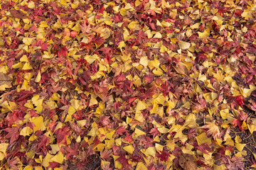 Autumn leaves fallen on the ground in the forest