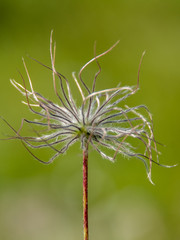 a dried flower of alpine clematis