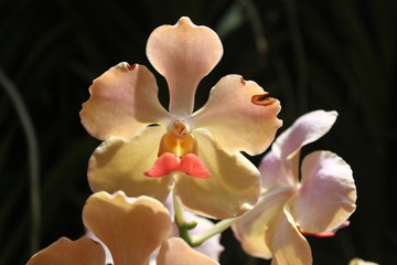 Fototapeta na wymiar Orange orchids with the sunlight in Botanic Garden