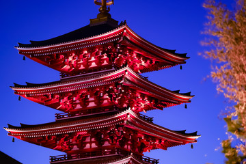 Fototapeta premium ライトアップされた五重塔