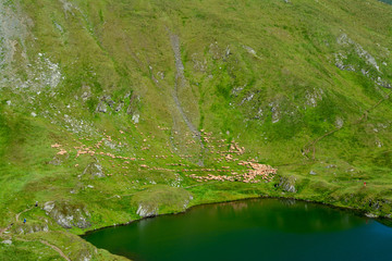 a flock of sheep near a mountain lake
