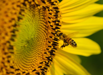 Close up image of bumble bee on sunflower