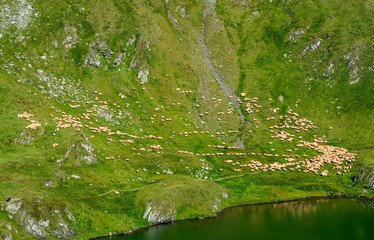 a flock of sheep near a mountain lake