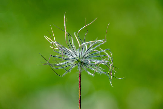 a dried flower of alpine clematis