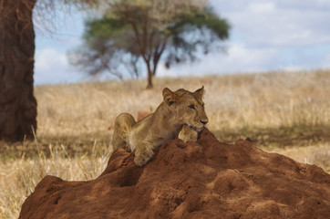 Lion cub on ant hill