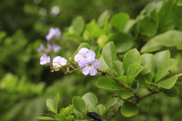 Beautiful white pink color flower of Duranta at the local village