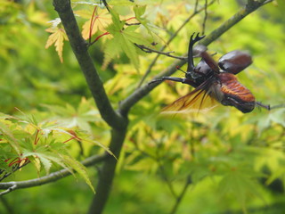 飛ぶカブトムシ