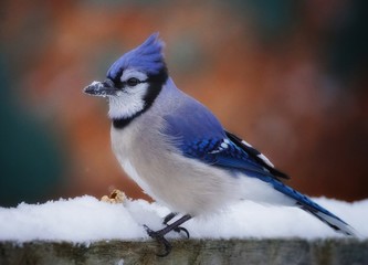 Awesome extreme  close up portrait   of a blue jay with snow on its beak