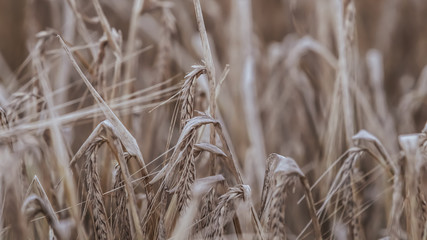 Fototapeta premium ears of wheat