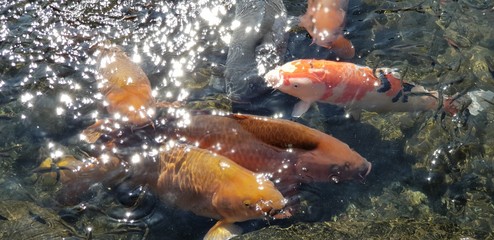 A flock of carp in a pond in Suizenji Park, Japan.