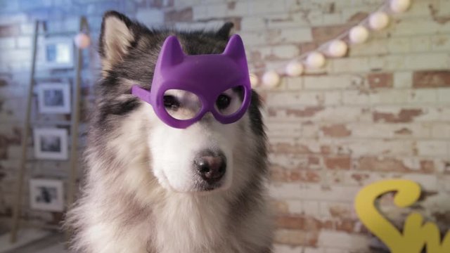 cute and very stylish dog pruning with purple glasses from batman, alaskan malamute super hero, alaska dog travel advertising, image  tones and earth colors, white, yellow, brick background