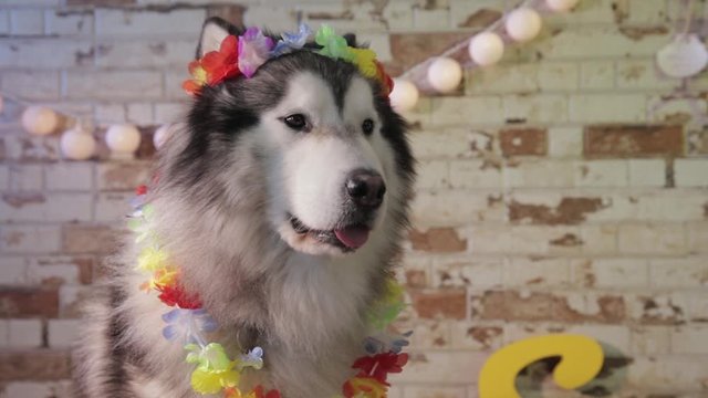 Husky posing like a Hawaii, is a very elegant dog,  alaska dog travel advertising, image of animals with warm tones and earth colors, brown, beige, white, yellow, hawaii flowers, brick background