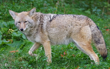 Close up of a coyote in an urban area