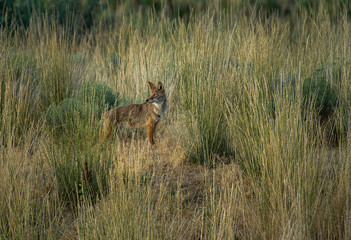 Coyote on the prowl