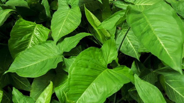 Footage 4k Hyperlapse, Fresh green leaves on a tree sway in the wind, Beautiful background pattern of green leaves, Lush foliage, greenery in a paradise garden. Abstract natural dark green jungle.