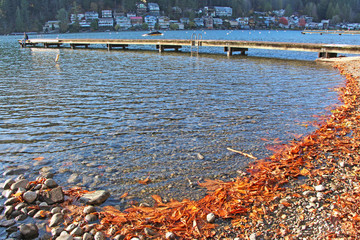 Relax time in Cultus Lake, Chilliwack. The view on the colorful orange autumn leaves / foliage on the lake beach with pier and houses in the background.