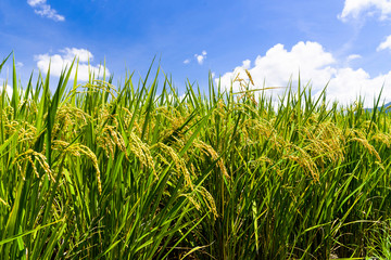 Ripe paddy Field with Mountains Background under Blue Sky, Taiwan eastern.