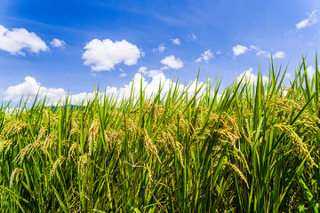 Fototapeta na wymiar close-up rice crop with the blue sky background