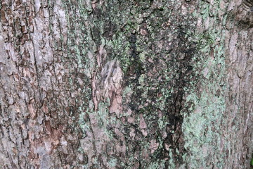 初夏の公園の古い楠木の樹皮