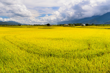 Fototapeta premium Ripe paddy Field with Mountains Background under Blue Sky, Taiwan eastern.