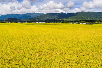 Ripe paddy Field with Mountains Background under Blue Sky, Taiwan eastern.