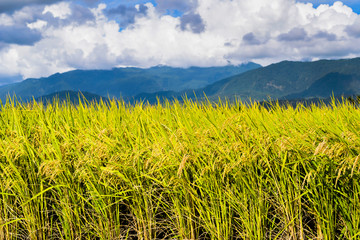 Ripe paddy Field with Mountains Background under Blue Sky, Taiwan eastern.