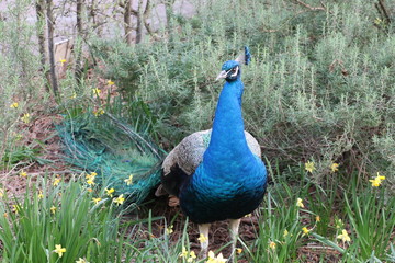 a blue peacock staring still in the field