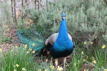 a blue peacock staring still in the field